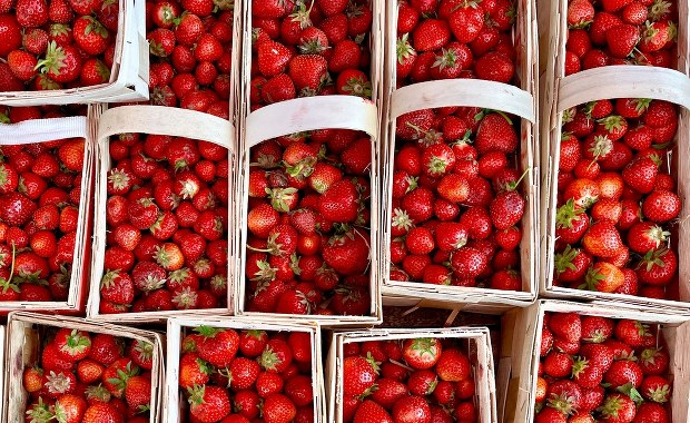 Polskie truskawki już na majówkę? Plantatorzy ujawniają datę i ceny