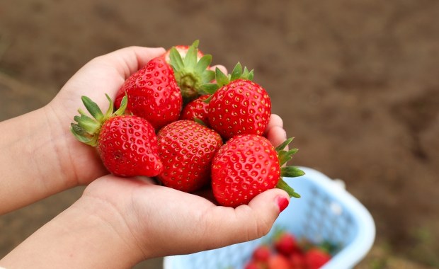 Polskie truskawki już w sprzedaży. Cena może szokować