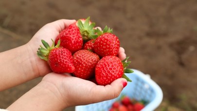 Polskie truskawki już w sprzedaży. Cena może szokować