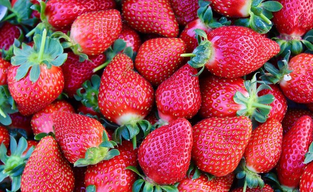 ​Polskie truskawki robią furorę w Czechach. Przyciąga "rozsądna cena"