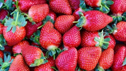 ​Polskie truskawki robią furorę w Czechach. Przyciąga "rozsądna cena"