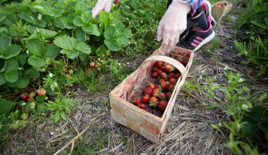 Polskie truskawki w tym roku będą droższe. Sadownicy: Straty są znaczące
