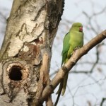 gatunek inwazyjny Polskie zimy im niestraszne. Inwazyjne papugi zagrażają nie tylko ptakom