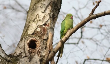 Polskie zimy im niestraszne. Inwazyjne papugi zagrażają nie tylko ptakom