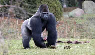 Polskie zoo pożegnało swoją gwiazdę. Wsiadł do przyczepy z własnym lunchem