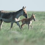 Polskie zoo przekazało radosną wieść z Azji. Narodziło się bezcenne zwierzę