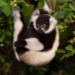 Polskie zoo przekazało radosne wieści. Są rzadkością w naturze i niewoli