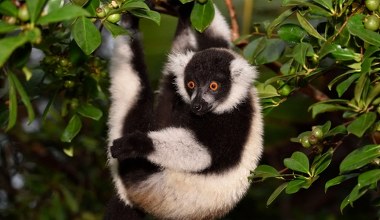 Polskie zoo przekazało radosne wieści. Są rzadkością w naturze i niewoli