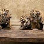 Polskie zoo przekazało radosne wieści. "Witamy trzy małe królowe"