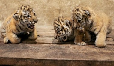Polskie zoo przekazało radosne wieści. "Witamy trzy małe królowe"