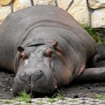 Polskie zoo przekazało złe wieści: odeszła królowa, oddała koronę