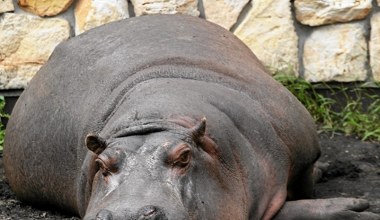 Polskie zoo przekazało złe wieści: odeszła królowa, oddała koronę