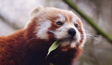 Polskie zoo straciło swoją gwiazdę. Mówi jednak, że jest dumne