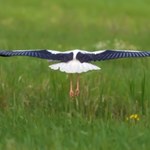 Polskie zoo wypuściło ptaki na wolność, a to rzadkość. Będą je śledzić