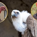 Polskie zoo zażartowało na prima aprilis. Pokazali "sępa miłości"
