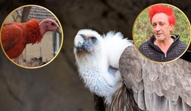 Polskie zoo zażartowało na prima aprilis. Pokazali "sępa miłości"