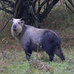Polskie zoo żegna rzadkie zwierzę. To był przyrodniczy unikat