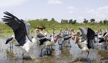 Polskie zwierzęta dostały ważną misję. Pomogą ratować Afrykę