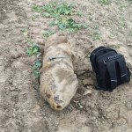 lubuskie Półtora metra śmiertelnego zagrożenia na polu. Saperzy wezwani do bomby