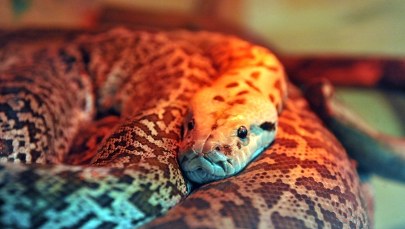 Półtorametrowy boa dusiciel złapany w Krakowie