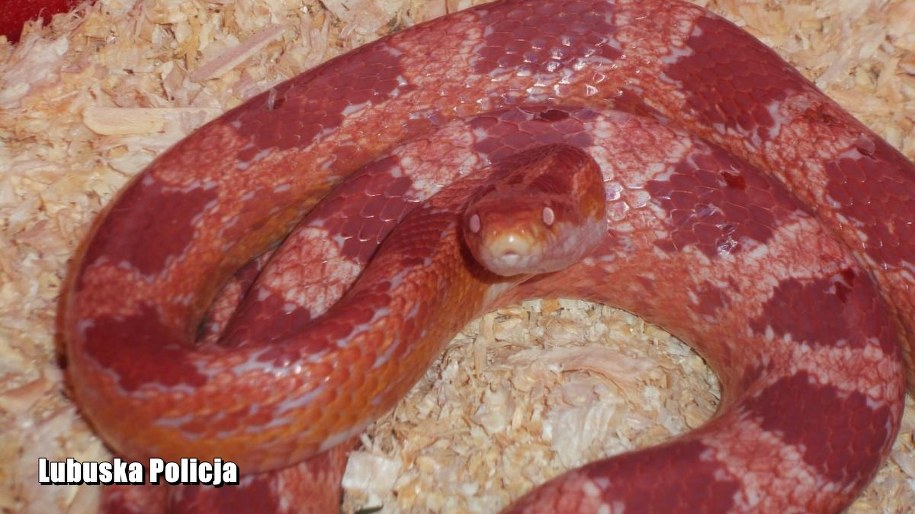 Półtorametrowy wąż zbożowy przestraszył mieszkańców gorzowskiego osiedla /Policja