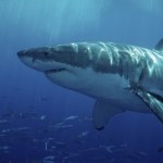 Polują na dużego żarłacza białego. Zabił człowieka, wydano na niego wyrok