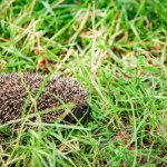 Poluje na szkodniki, komary, a nawet żmije. Jeż w ogrodzie to prawdziwy skarb 