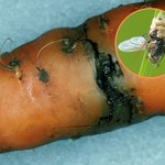 Połyśnicę marchwiankę naturalnie likwiduje tylko porażający grzyb