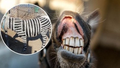 ​Pomalowali osła, by udawał zebrę. W Chinach to już plaga