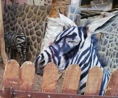 Pomalowali osła, by wyglądał jak zebra? Afera w zoo