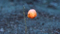 Pomarańczowa kuleczka. Bohaterka nagrania to... mała rybka