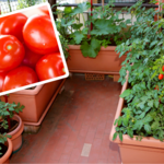 Pomidorki koktajlowe możesz uprawiać na balkonie. Zrób to, a obsypią się owocami