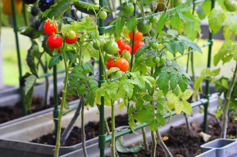 Pomidorki koktajlowe w okresie letnim można uprawiać na balkonie /123RF/PICSEL