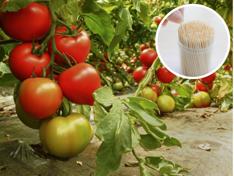 Pomidory dojrzeją w mgnieniu oka. Wystarczy ci zwykła wykałaczka