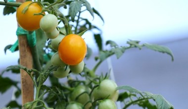 Pomidory kwitną, ale nie mają owoców? Ten błąd popełnia wielu działkowców