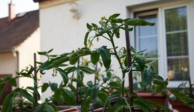 Pomidory kwitną, lecz nie mają owoców? Ogrodnik zdradza przyczyny