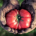 Pomidory malinowe: Uprawa i pielęgnacja