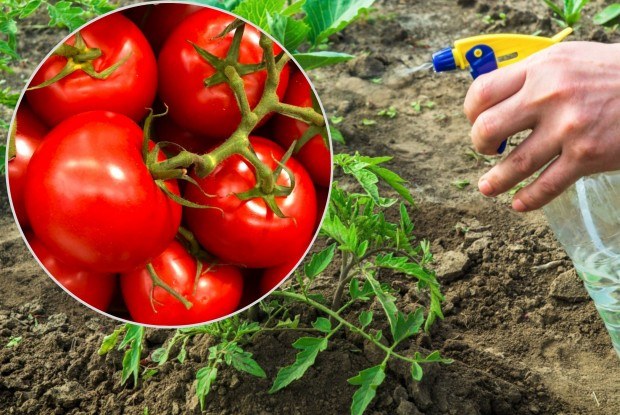 Pomidory można podlewać i opryskiwać gnojówką z pokrzyw /123rf.com /INTERIA.PL