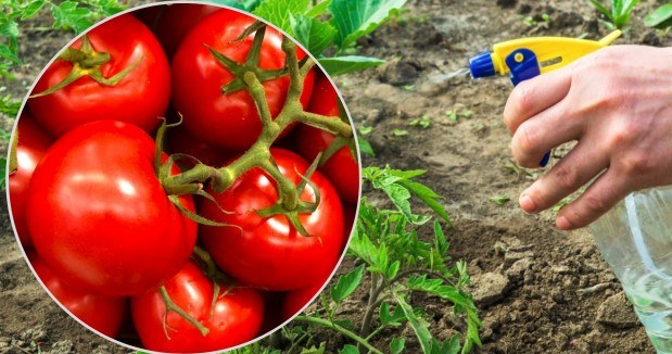Pomidory można podlewać i opryskiwać gnojówką z pokrzyw /123rf.com /INTERIA.PL
