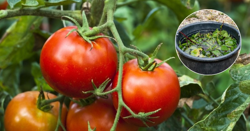 Pomidory można podlewać i opryskiwać gnojówką z pokrzyw /Pixel
