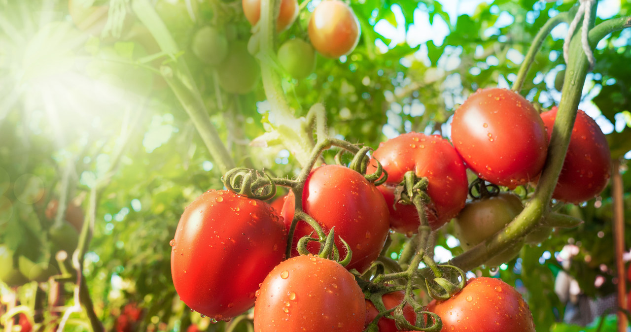 Pomidory potrzebują odpowiednio stanowiska oraz właściwej pielęgnacji /Adobe Stock