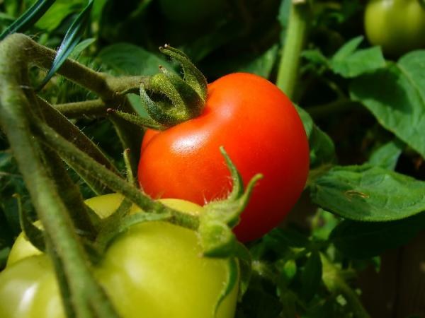 pomidory przechowywanie /© Photogenica