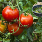 Pomidory słabo owocują? Podlewaj je tym darmowym nawozem, a zobaczysz różnicę