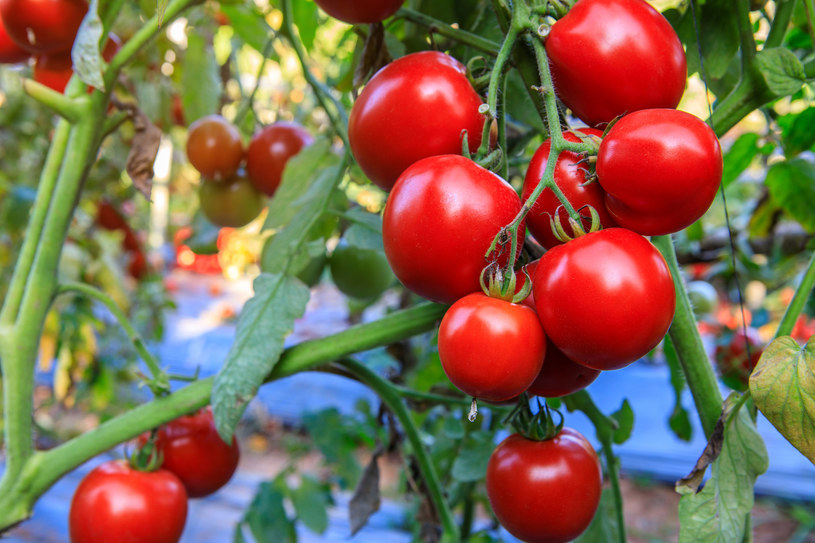 Pomidory to owoce klimakteryczne, czyli dojrzewają nawet po zerwaniu z krzaka /123RF/PICSEL