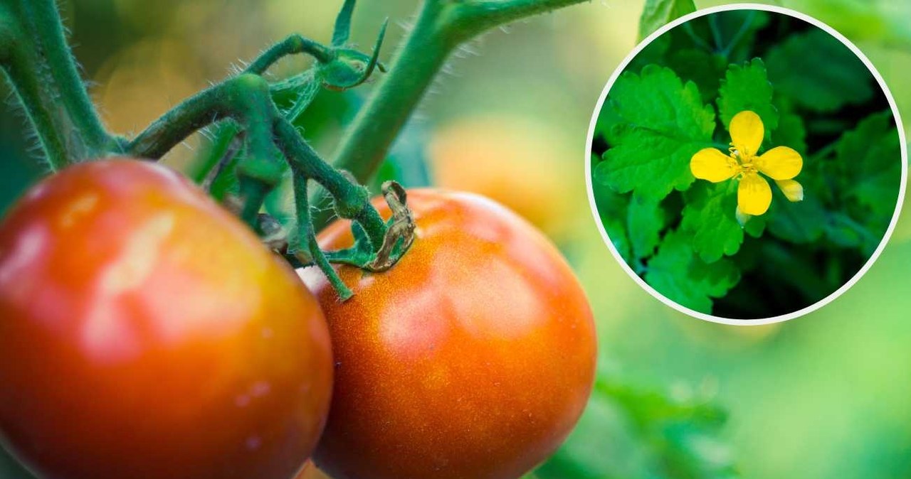 Pomidory urosną duże i zdrowe, jeśli będziemy je nawozić ekologicznym nawozem z roślin. /123RF/Picsel, 123RF/Picsel /Pixel