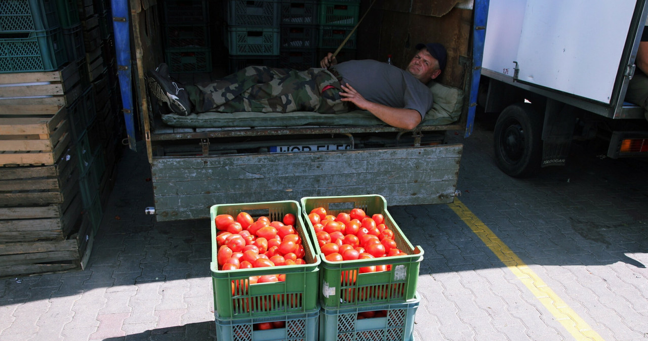 Pomidory w Broniszach mają dobrą cenę. Zdj. ilustracyjne /Stach Antkowiak /Reporter