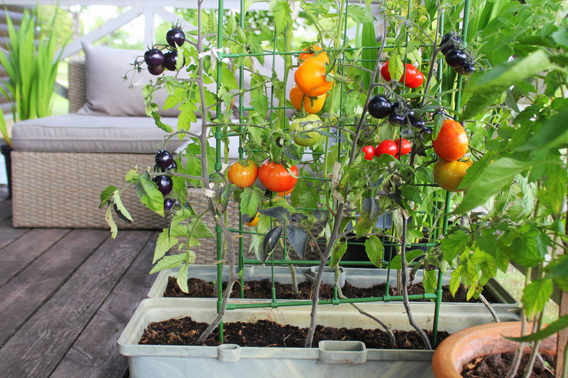 Pomidory w donicach lepiej zniosą podlewanie roztworem z aspiryny /123RF/PICSEL