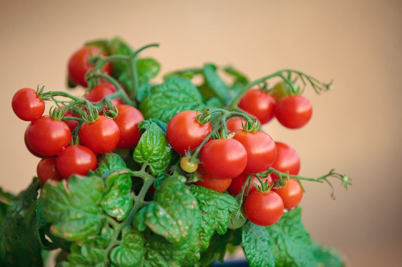 Pomidory wyrosną bujne i jędrne, gdy będą mieć dostęp do słońca /123RF/PICSEL