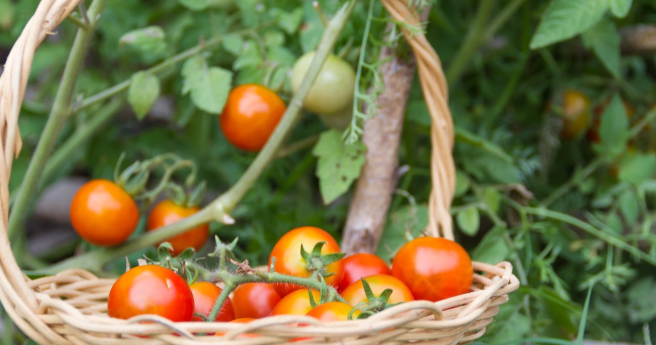 Pomidory wysiane nawet na początku maja powinny zdążyć z owocami, jednak zbiory będą mniej obfite. /123rf.com /INTERIA.PL