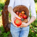 Pomidory z butelki do góry nogami? Poznaj nowy sposób na sadzenie warzyw